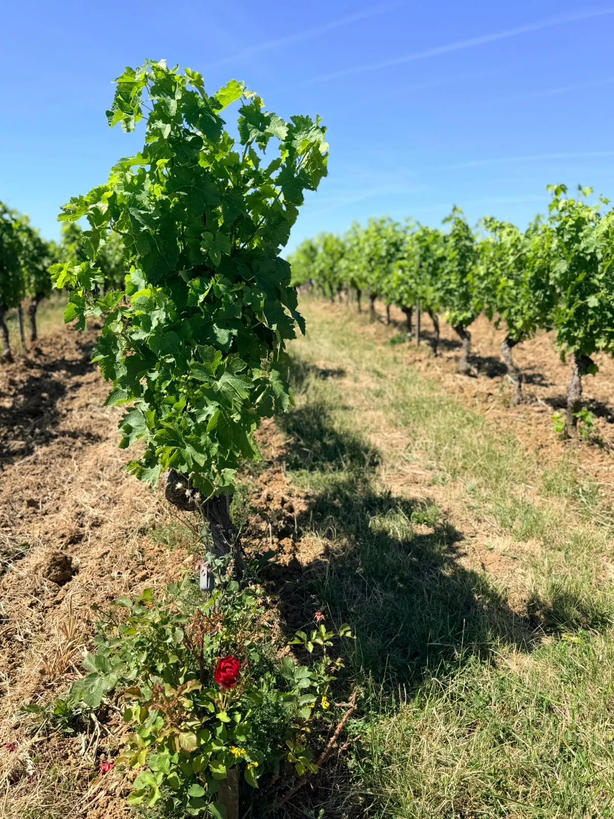 Vigne du Tarn dans le terroir gaillacois