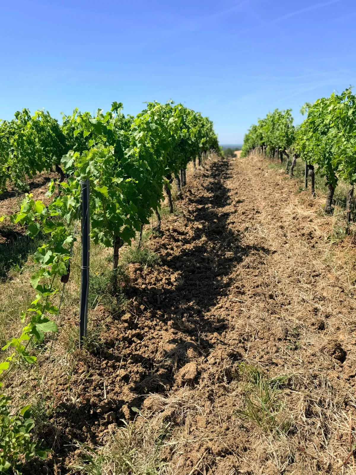 Rangs de vigne dans le vignoble gaillacois