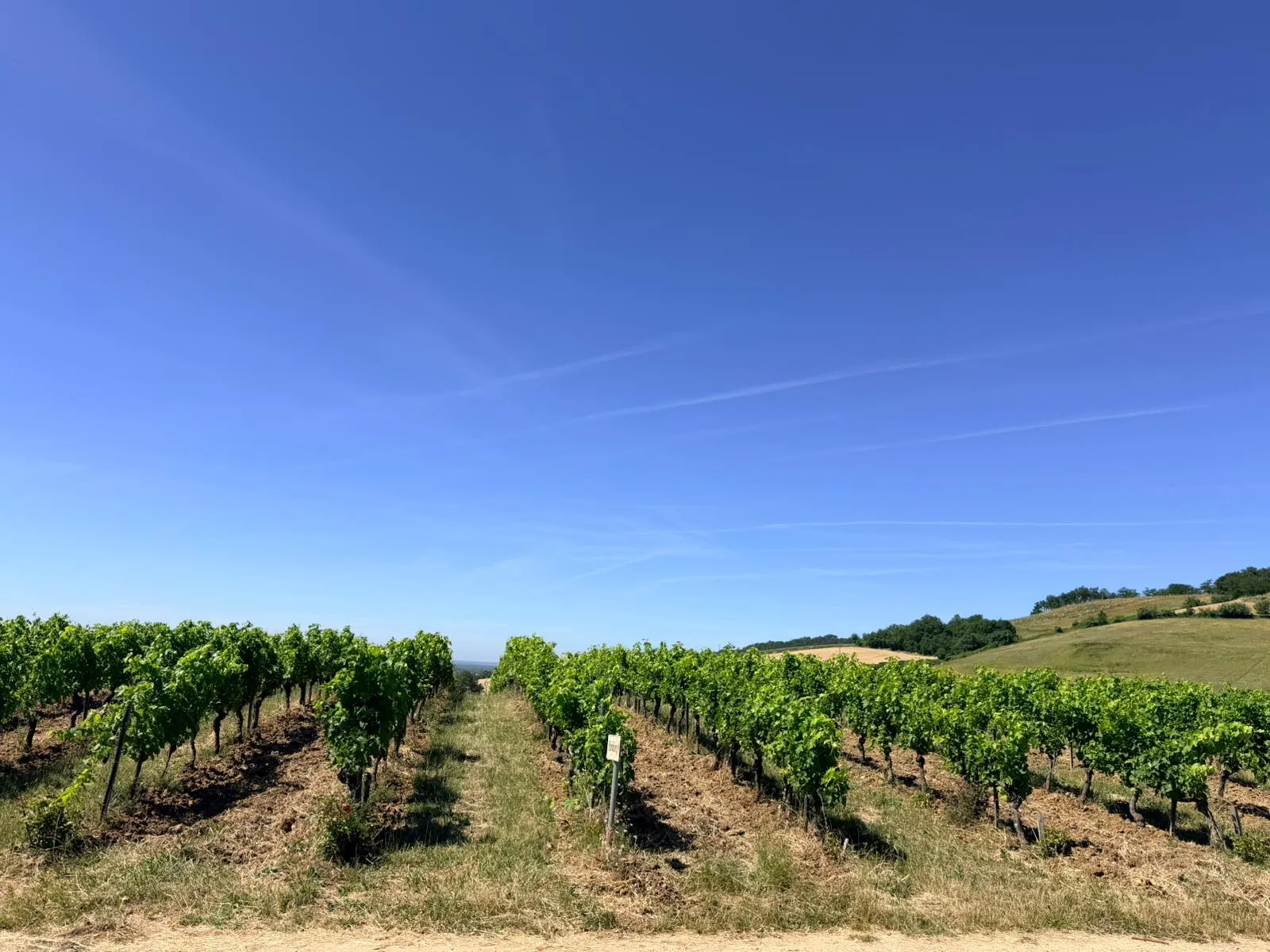 Feuillage de vigne dans le terroir gaillacois